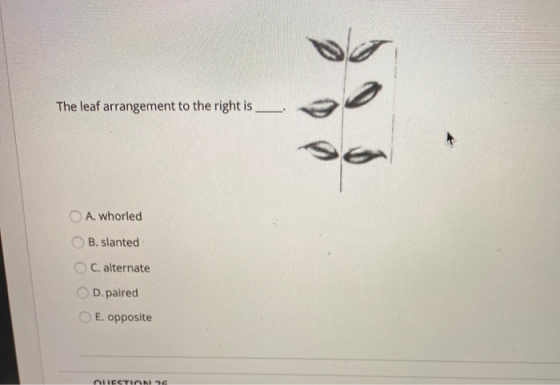 The leaf arrangement to the right is A. whorled B. slanted C. alternate D.paired E. opposite LECTION 26