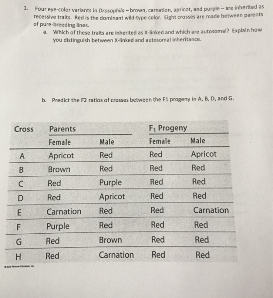 1. Four eye-color variants in Drosophila- brown, carnation, apricot, and purple - are inherited as recessive traits. Red is the dominant wild-type color. Eight crosses are made between parents of pure-breeding lines. Which of these traits are inherited as X-linked and which are autosomal? Explain how you distinguish between X-inked and autosomal inheritance. a. b. Predict the F2 ratios of crosses between the F1 progeny in A, B, D, and G Cross Parents F1 Progeny FemaleMale Red Red Red Red Red Red Red Female Male Red Red Purple Apricot A Apricot Apricot Red Red Red Carnation Red Red Red Brown Red Red Carnation Red D F Purple G Red H Red Red Brown Carnation Red