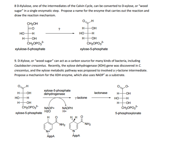 D-Xylulose, one of the intermediates of the Calvin