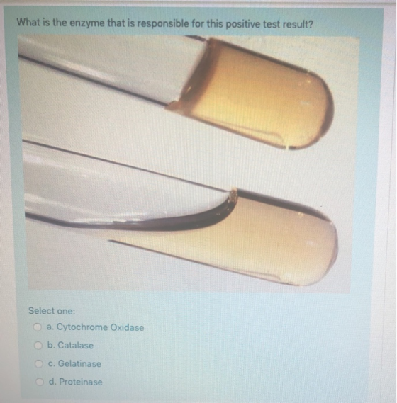 What is the enzyme that is responsible for this positive test result? Select one: a. Cytochrome Oxidase b. Catalase c. Gelati
