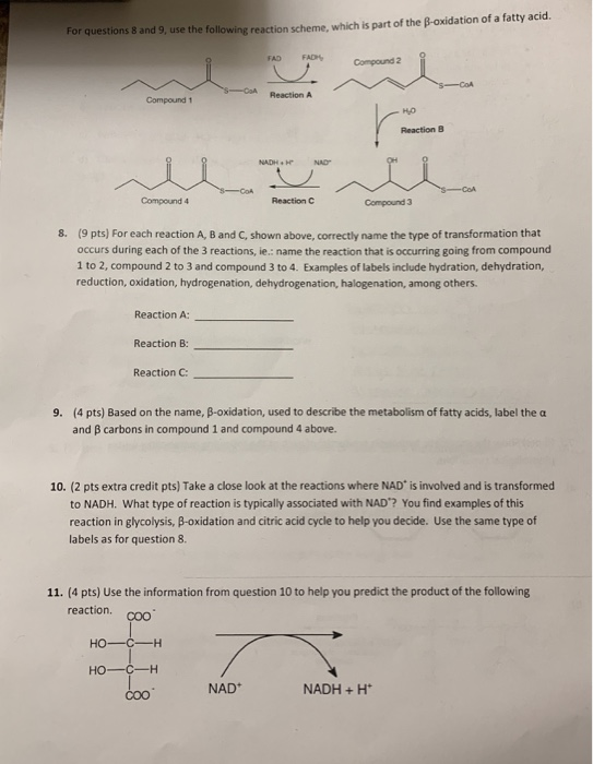 For questions 8 and 9, use the following reaction scheme which is part of the B-oxidation of a fatty acid. FAD FADH Compound
