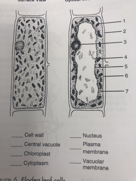 Tac 2 3 4 6 7 Cell wall Central vacuole Chloroplast Cytoplasm Nucleus Plasma membrane Vacuolar membrane