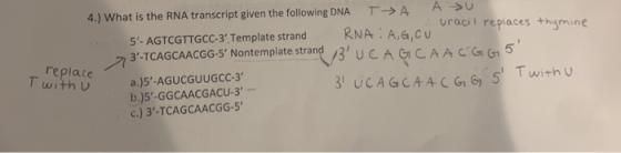 A C TA 4.) What is the RNA transcript given the following DNA Auracil repiaces +hymine RNA A,G,CU 5- AGTCGTTGCC-3 Template