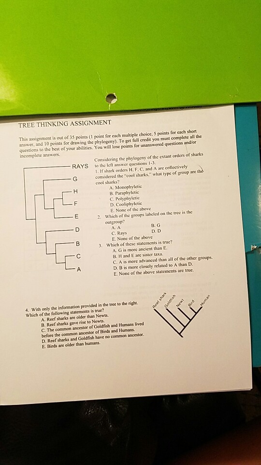TREE THINKING ASSIGNMENT This assignment is out of 35 points (1 point for each multiple choice, 5 points for each short answer, and 10 points for drawing the phylogeny). To get full credit you must complete all the questions to the best of your abilities. You will lose points for unanswered questions andlor incomplete answers Considering the phylogeny of the extant orders of sharks to the left answer questions 1-3. 1. If shark orders H. F. C, and A are collectively considered the cool sharks. what type of group are the cool sharks RAYS A. Monophyletic B. Paruphyletic C. Polyphylctic D. Cooliphyletic E. None of the above Which of the groups labeled on the tree is the outgroup? 2. A. A B. G C.Rays E. None of the above 3. Which of these statements is true? A. G is more ancient than E B. H and E are sister taxa. C. A is more advanced than all of the other groups. D. B is more closely related to A than D. E. None of the above statements are true 4. With only the information provided in the tree to the right. Which of the following statements is true? A. Reef sharks are older than Newts B. Reef sharks gave rise to Newts. C. The common ancestor of Goldfish and Humans lived before the common ancestor of Birds and Humans D. Reef sharks and Goldfish have no common ancestor E. Birds are older than humans.