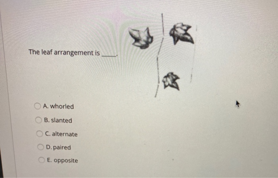 The leaf arrangement is A. whorled B. slanted C. alternate OD.paired E. opposite