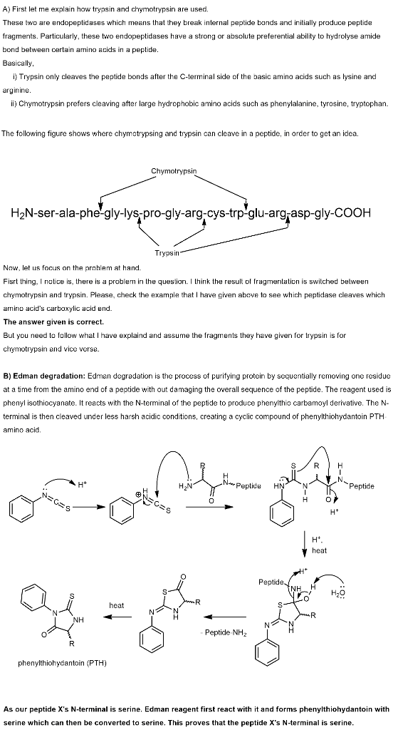 A) First let me explain how trypsin and chymotrypsin are used. These two are endopeptidases which means that they break inter
