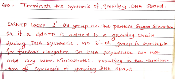 Ans - Terminate the Synthesis of growing DNA Strand, DANTP lacks 3 - Olt group on the pentose Sugar Structure. so, if a ddNT