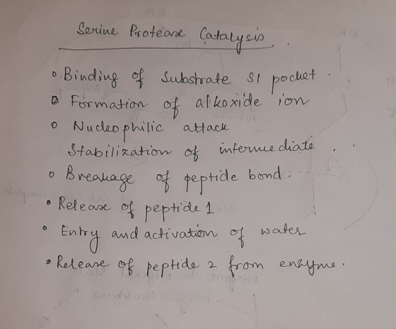 Serine Protease Catalysis • Binding of substrate si pochet a Formation of alkoxide ion o Nucleo philic attack Stabilization o