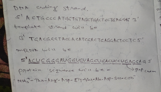 DNA coding strand, Асто ссс ATG) TGTAGeтeд Стас TG A4% 3 template strand will be 3 TGAcc<< ТАсс A CATcs cТc AciqАСТccТcs MRN