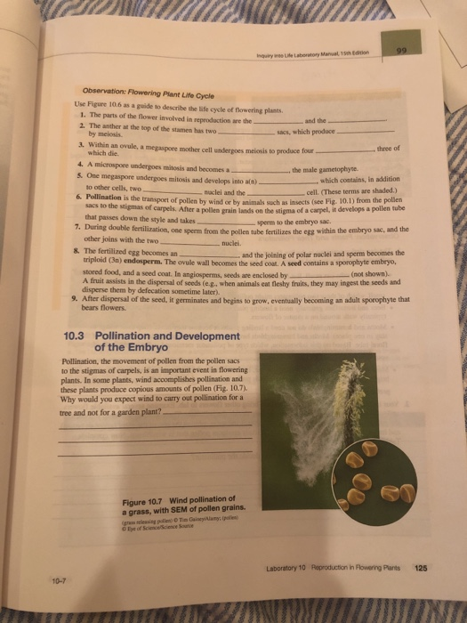b ory Marvel Observation Flowering Plant Life Cycle Use Figure 10.6 as a guide to describe the life cycle of flowering plants