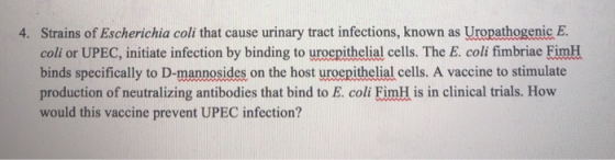 4. Strains of Escherichia coli that cause urinary tract infections, known as Uropathogenic E. coli or UPEC, initiate infectio