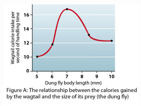 16 14 12 10 5 8 9 10 Dung fly body length (mm) Figure A: The relationship between the calories gained by the wagtail and the