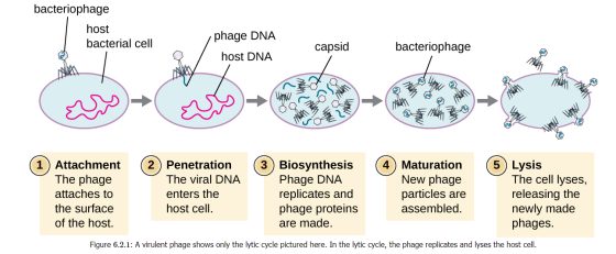 bacteriophage host bacterial cell phage DNA host DNA capsid bacteriophage IN Attachment The phage attaches to the surface of