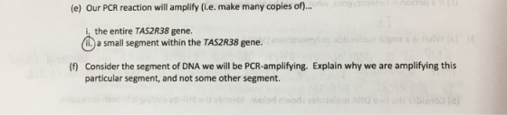 (e) Our PCR reaction will amplify (i.e. make many copies of)... VIDE i. the entire TAS2R38 gene. (n.) a small segment within