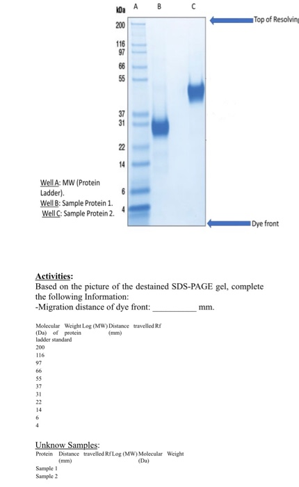 koa AB Top of Resolvine 200 116 31 22 14 WellA: MW (Protein Ladder). Well B: Sample Protein 1. Well : Sample Protein 2. Dye f
