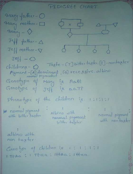 ?天DI CREE CHART Mary Jather Mary mother- Many- Jell mother-▽ Je - non minont enotype Genotype 익 J4f :2 aa.Tt Phenotype of the children tat,IST normal Pfann ent。Albino uoith vormal pigman uith non taster neimal p bitter teter albino ait non tagter Ceno type chileben is 1:1