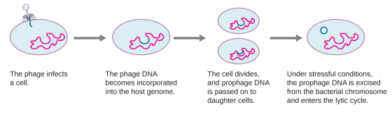 The phage infects a cell. The phage DNA becomes incorporated into the host genome. The cell divides, and prophage DNA is pass