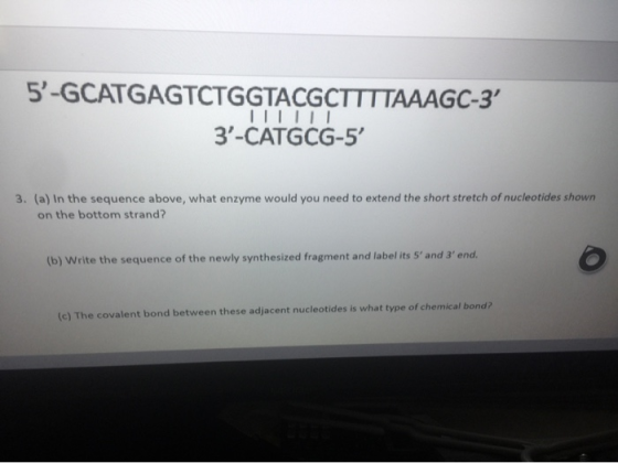 5-GCATGAGTCTGGTACGCTTTTAAAGC-3 3-CATGCG-5 IIIII 3. (a) in the sequence above, what enzyme would you need to extend the sho