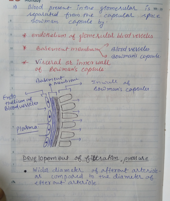 MonuUy - & 10 Blood present in the glomerular is WR - 29 separated from the capsular space Bow man capsule by * endothelium o