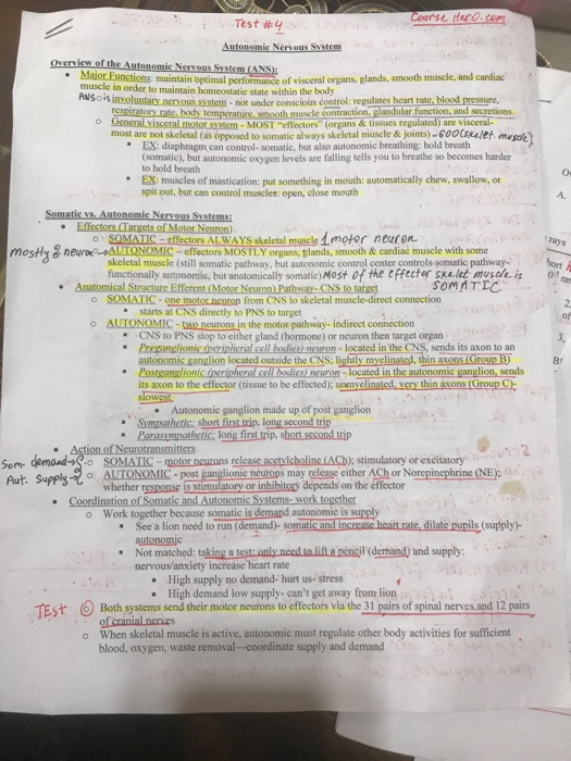 Course Here.com Test #4 Autonomic Nervous System Overview of the Autonomic Nervous System (ANSH Maior Functions: maintain o