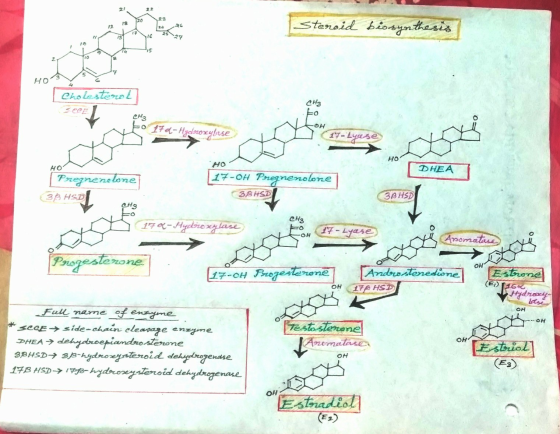 21 23 20 23 18 12 Steroid biosynthesis 17 25 16 I. 14 15 2 10 8 7 5 9 HO 4 Cholesterol CH3 SOCE CH3 OH 170-Hydroxylase ig 17-