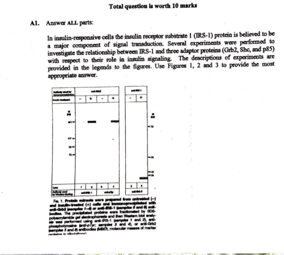 Total question is worth 10 marks A1. Answer ALL parts: In insulin-responsive cells the insulin receptor substrate 1 (IRS-1) p