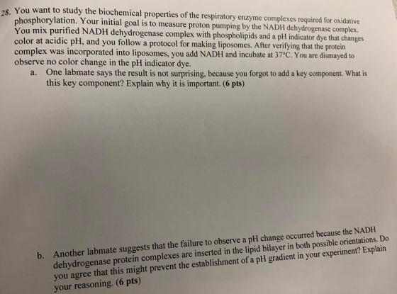 28 You want to study the biochemical properties of the respiratory enzyme complexes required for oxidative phosphorylation. Y