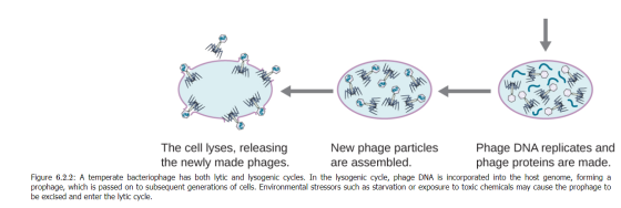 The cell lyses, releasing New phage particles Phage DNA replicates and the newly made phages. are assembled. phage proteins a