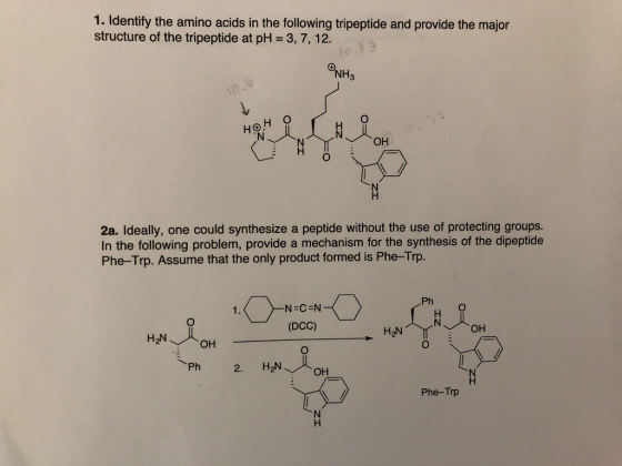 1. Identify the amino acids in the following tripeptide and provide the major structure of the tripeptide at pH 3, 7, 12. H O ?? ?? 2a. Ideally, one could synthesize a peptide without the use of protecting groups In the following problem, provide a mechanism for the synthesis of the dipeptide Phe-Trp. Assume that the only product formed is Phe-Trp. N-C-N Ph (DCC) OH Phe-Trp
