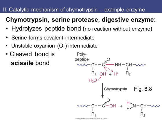 Il. Catalytic mechanism of chymotrvpsin - example enzyme Chymotrypsin, serine protease, digestive enzyme . Hydrolyzes peptide bond (no reaction without enzyme) .Serine forms covalent intermediate .Unstable oxyanion (O-) intermediate Cleaved bond is scissile bond Poly- peptide CH-C H2o Chymotrypsin Fig. 8.8 N-CH- R1 R2