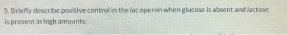 5. Briefly describe positive control in the lac operon when glucose is absent and lactose is present in high amounts.