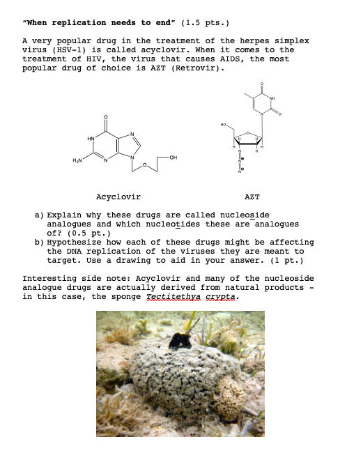 When replication needs to end (1.5 pts.) A very popular drug in the treatment of the herpes simplex virus (HSV-1) is called