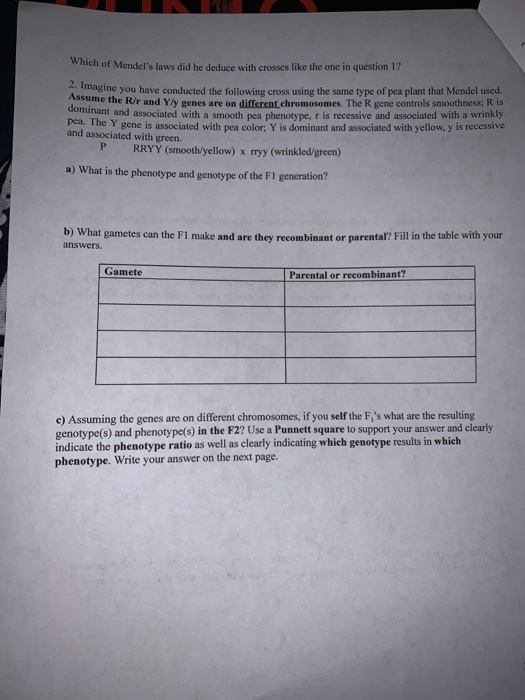 Which of Mendels laws did he deduce with crosses like the one in question 1? Imagine you have conducted the following cross
