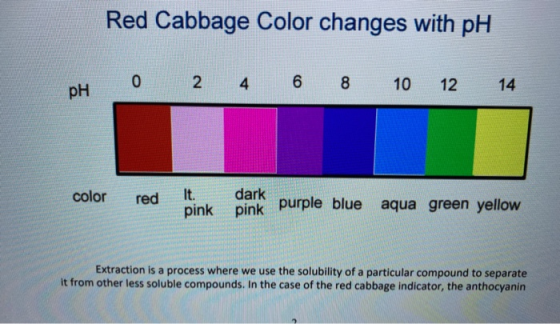 Red Cabbage Color changes with pH 0 2 4 6 8 PH 10 12 14 color red It. pink dark pink purple blue aqua green yellow Extraction