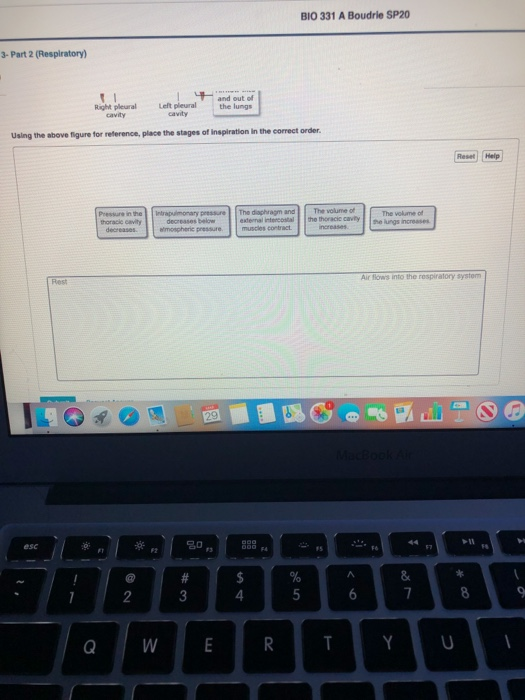 BIO 331 A Boudrie SP20 3- Part 2 (Respiratory) and out of Right pleural cavity telt pleural et pleural cavity the lungs Using