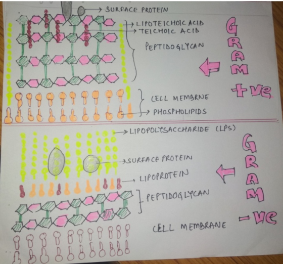 → SURFACE PROTEIN LIPOTEICHOIC ACID → TEICHOIC ACID PEPTIDOGLYCAN 3000 9999999 ZVE ] CELL MEMBRNE PHOSPHOLIPIDS H ► LIPOPOLTS