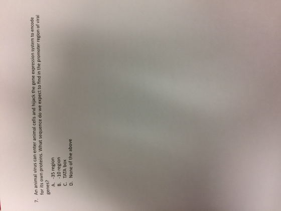 7. An animal virus can enter animal cells and hijack the gene expression system to encode for its proteins. What sequence do we expect to find in the promoter region of viral own genes? A. 35 region B. 10 region C. TATA box D. None of the above