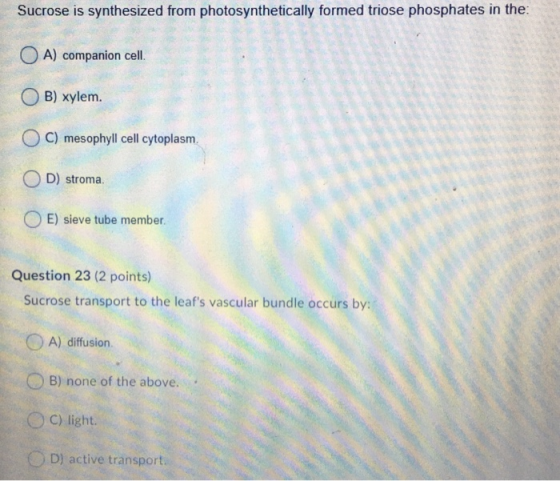 Sucrose is synthesized from photosynthetically formed triose phosphates in the O A) companion cell OB) xylem. O C) mesophyll