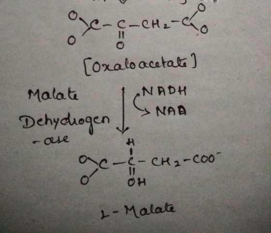 Oye-c-CH2-Co [oxalo acetate] Malate I NADH Y NA Dehychogen / сле C-&- CH₂-c00- C-CH₂-Coo OH 1-Malate