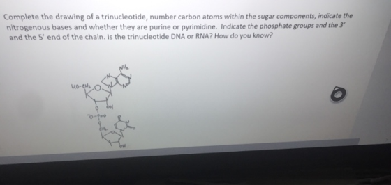 Complete the drawing of a trinucleotide, number carbon atoms within the sugar components, indicate the nitrogenous bases and