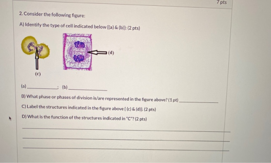1 pts 2. Consider the following figure: A) Identify the type of cell indicated below [(a) & (b)): (2 pts) _ (b). B) What phas