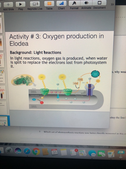 + Add Slide 0) Keynote Live 3 Table . Chart O Format Animate Document Play Activity # 3: Oxygen production in Elodea Backgrou