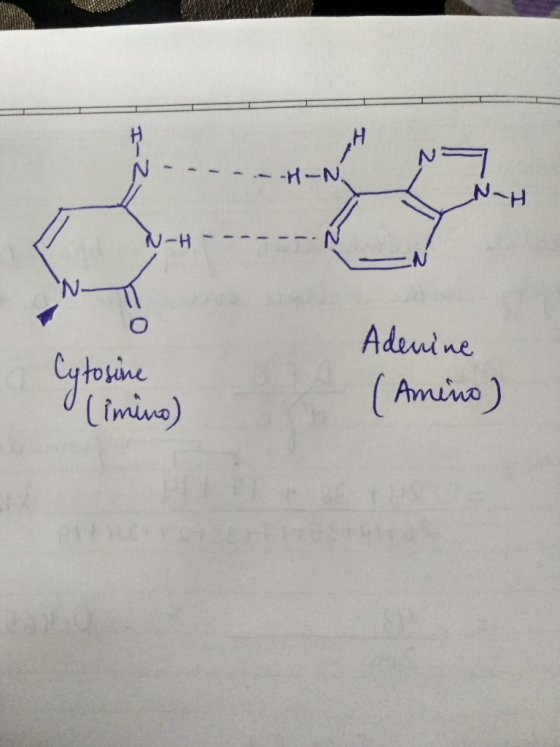 W -H- Adenine Cytosine limino) (Amino)