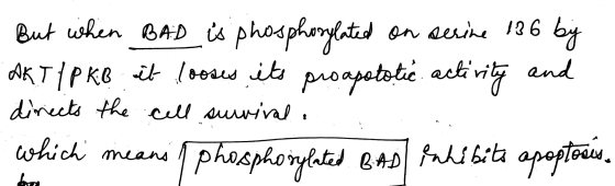 But when BAD is phosphorylated on serine 136 by AKTIPKo it looses its proapototic activity and directs the cell survival. whi