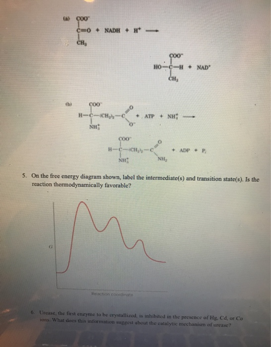 (a) 600 c=0 CH + NADH + H - 500- + NAD HO-- CH, COO H-CH(CH HỘI NH ADP + P 5. On the free energy diagram shown, label the int