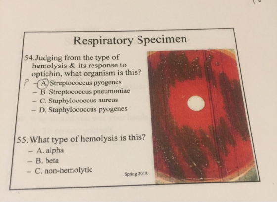 Respiratory Specimen 54.Judging from the type of hemolysis & its response to optichin, what organism is this? ? -(A) Streptoc
