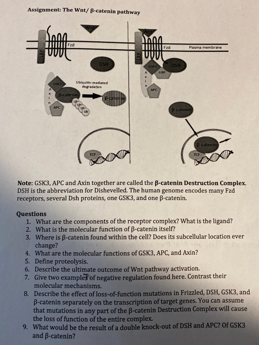 Assignment: The Wnt/ ß-catenin pathway Inn Inn TUTTI I Fzd www Plasma membrane LRP 1100Fzd UVU DSH C DSH Ubiquitin-mediated d