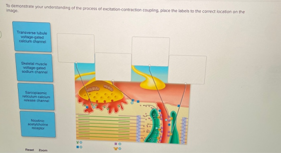 To demonstrate your understanding of the process of excitation-contraction coupling. place the labels to the correct location