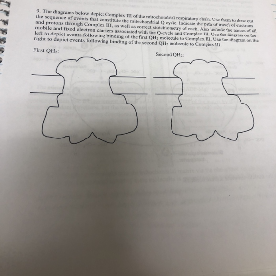 9. The diagrams below depict Complex III of the mitochondrial respiratory chain. Use them to draw out the sequence of events