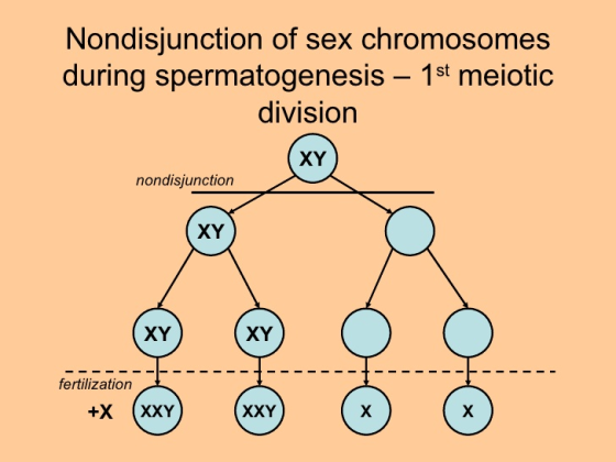 Nondisjunction of sex chromosomes during spermatogenesis - 1st meiotic division XY nondisjunction XY XY XY fertilization +X X